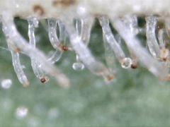 shoot macro