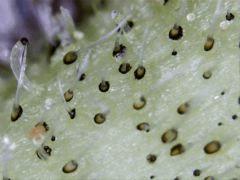shoot macro