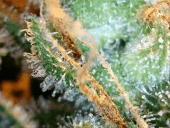 shoot macro