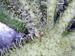 shoot macro