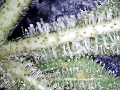 shoot macro