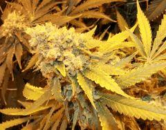 no name medical seed