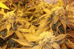 bubble sensiseed
