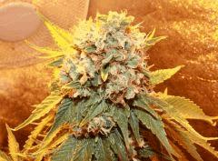 bubblegum sensiseed