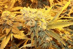 no name medical seed