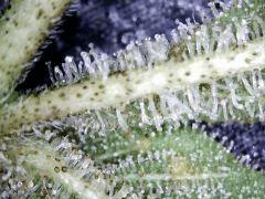 shoot macro