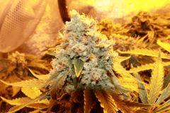 no name medical seed