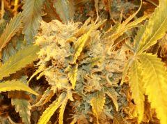 no name medical seed