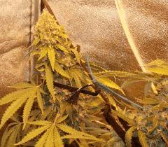 no name medical seed