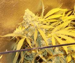 no name medical seed