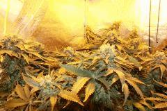 bubble sensiseed