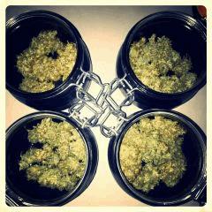Curing Chocolope