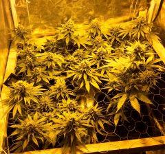 F+50