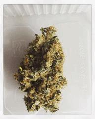 Chocolope en curing