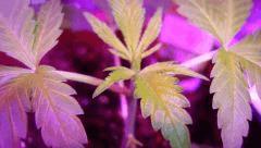 Og Kush Sous Led