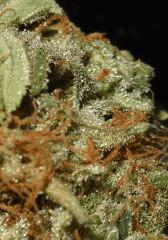 Super Silver Cheese