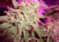 Super Silver Cheese F+64