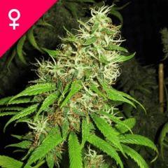 super silver cheese photo