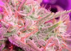 Super Silver Cheese F+64
