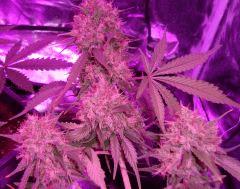 Super Silver Cheese F+64