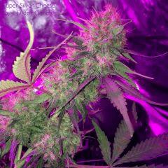 Super Silver Cheese
