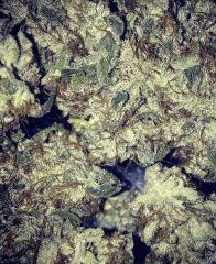 Curing Chocolope