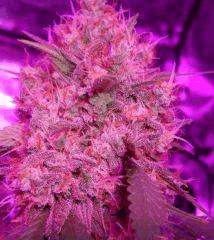 Super Silver Cheese F+64