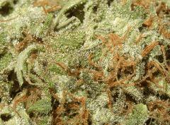 Super Silver Cheese