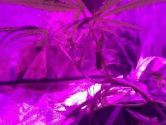 Silver Haze 9