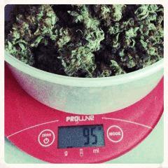 95 grammes en curing