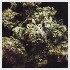 Chocolope