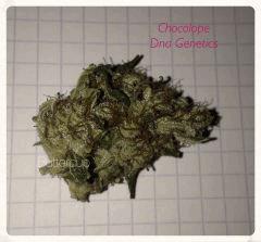 Curing Chocolope