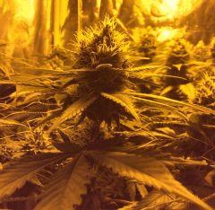 F+50