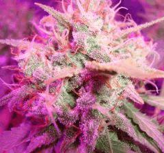 Super Silver Cheese F+64