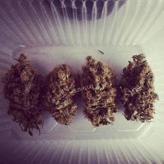 Chocolope en curing