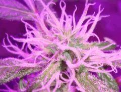 Silver Haze #9