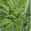 plante 2