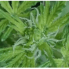 plante 3