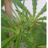 plante 1