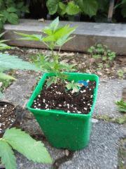 20150603 064518 (Large)