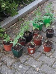 20150603 064403 (Large)