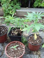 20150603 064513 (Large)