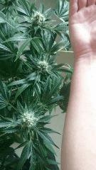 Flo  45 taille Des buds Chronic 1