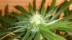 FLO 28 Big Bud Apex principal