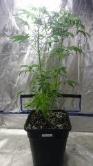 FLO 10 Chronic 2