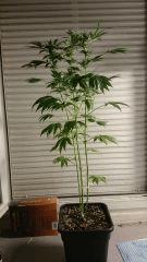 FLO 28 Chronic 2 Profil