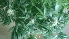 Flo  45 Chronic 1