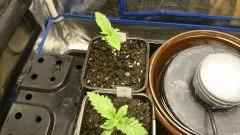 CRO 5 CHRONIC #1 & #2