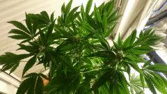 FLO 28 Chronic2 Dessus
