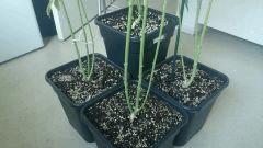 Flo  45 Pots